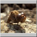 Sympetrum striolatum - Grosse Heidelibelle w06.jpg